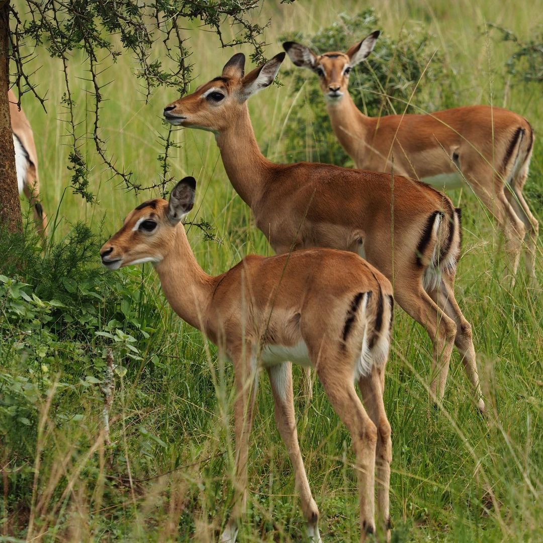 Rwanda tours