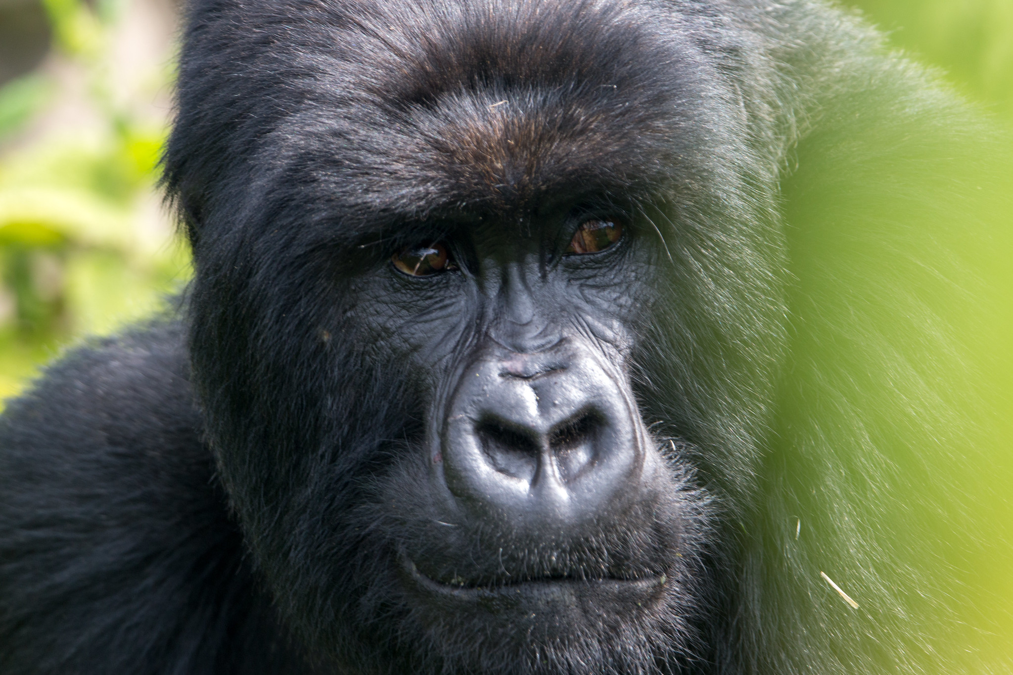 Rwanda wildlife